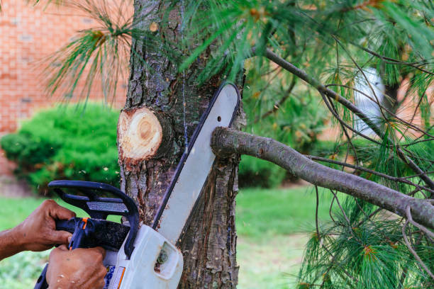 Trusted Dadeville, AL Tree Service Experts